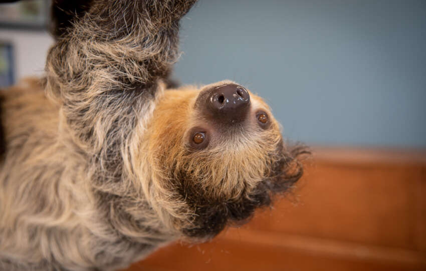 sloth columbus zoo